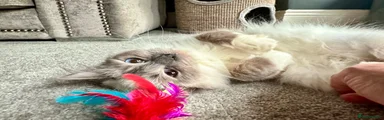 Ragdoll Kitten 2