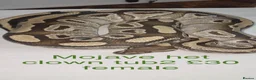 Python Snake reptiles for sale: Adult ball python's  - Advert 3