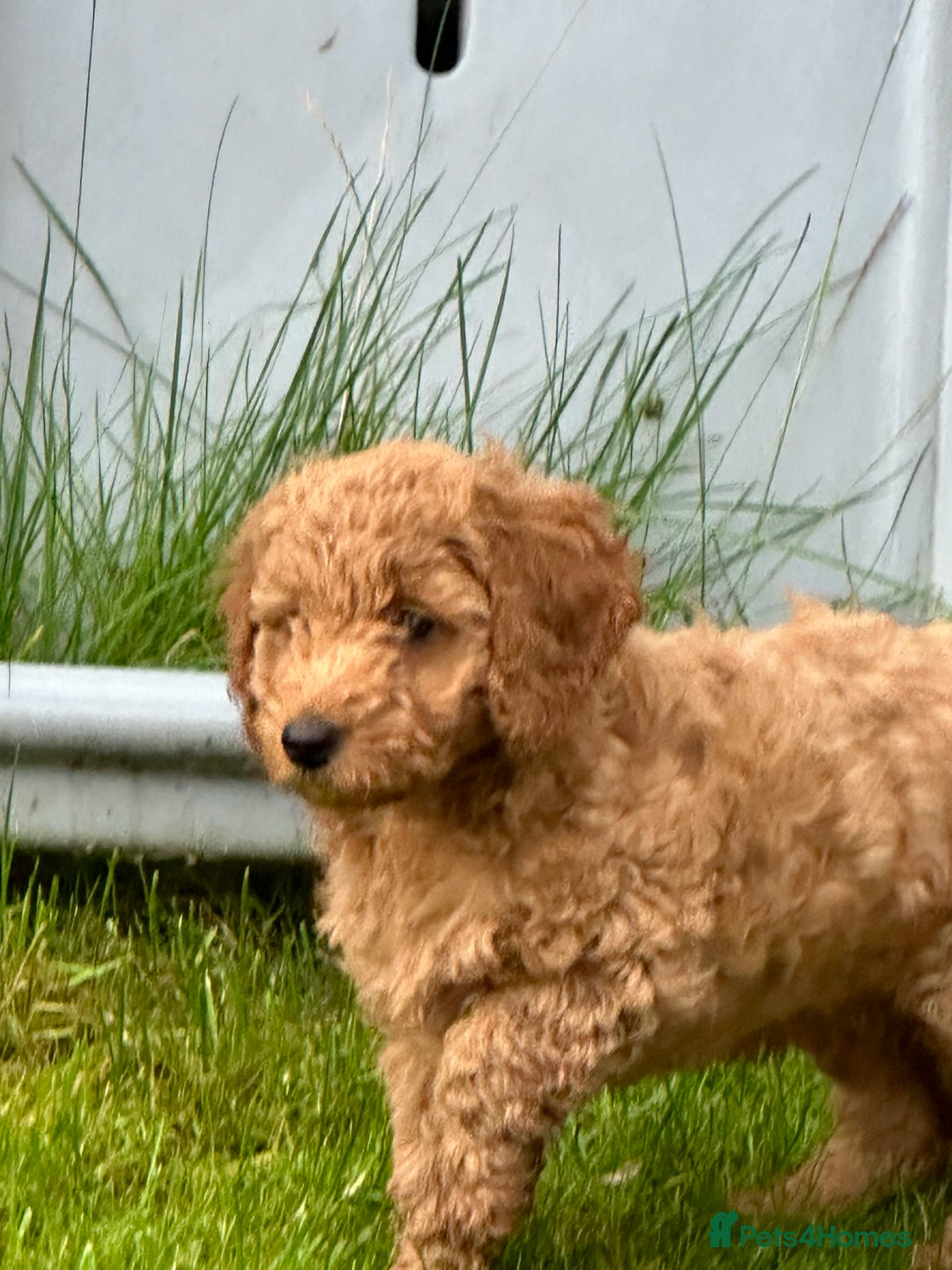 Cockapoo dogs for sale: F2B Cockapoos due 23rd Dec - Advert 1