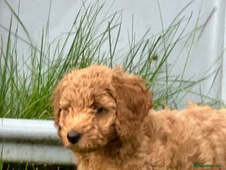 Cockapoo dogs F2b toy Cockapoos ready to go home 14th Feb - Advert 13