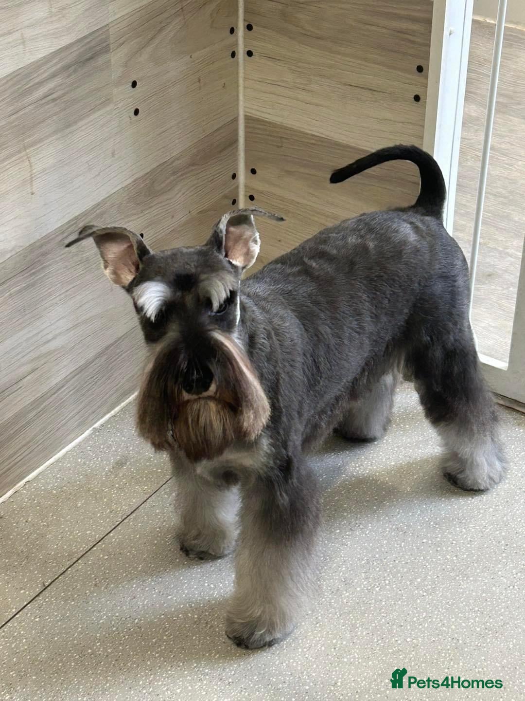 Miniature Schnauzer dogs for stud: STUNNING HEALTH TETSED MINI SCHNAUZER FOR STUD in Wigan - Advert 11