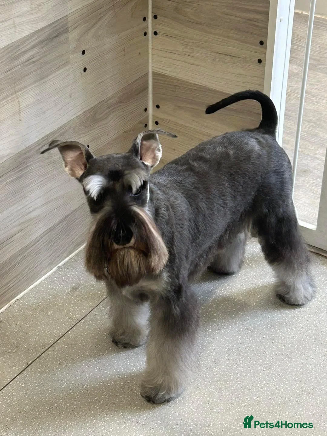Miniature Schnauzer dogs for stud: STUNNING HEALTH TETSED MINI SCHNAUZER FOR STUD in Wigan - Advert 11