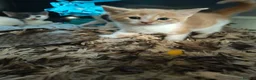 Mixed Breed cats for sale: Fluffy playfull healthy kittens - Advert 12