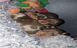 Dachshund dogs for sale: Beautiful dachshund girls  - Image 3