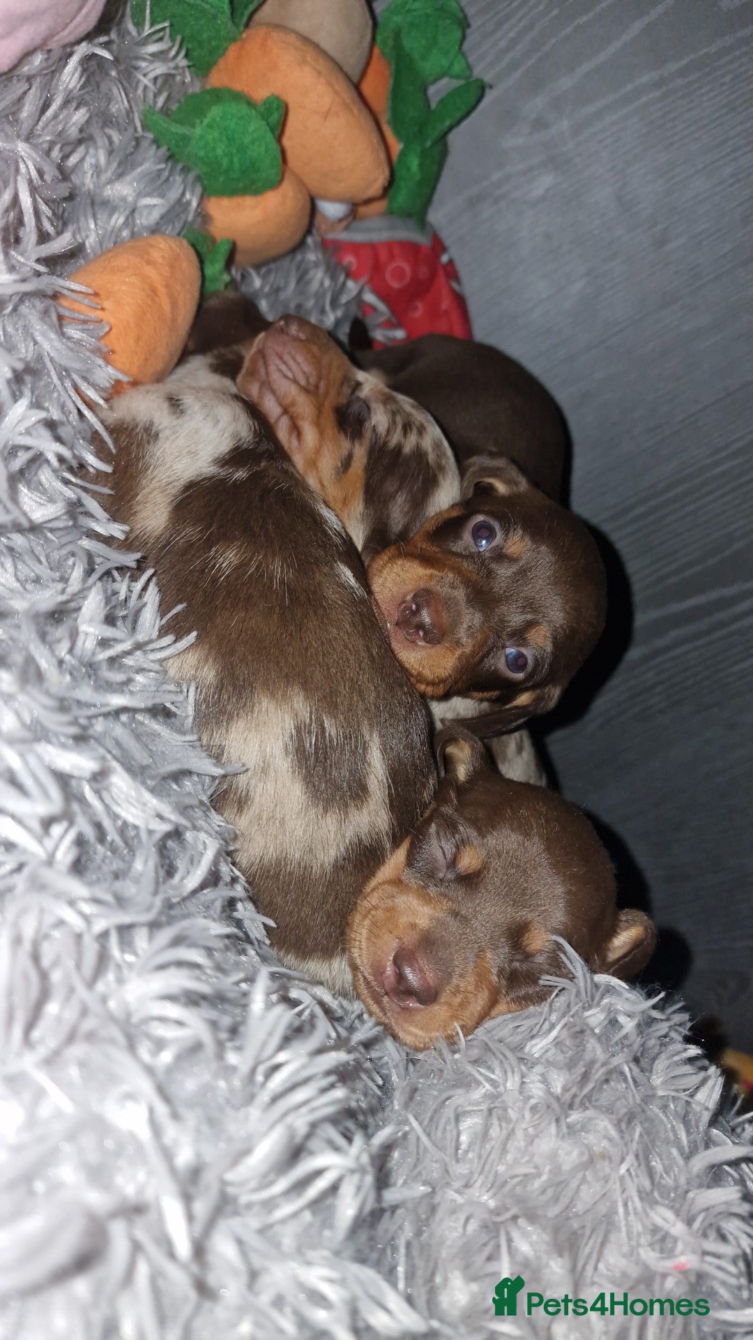Dachshund dogs for sale: Beautiful dachshund girls  - Image 3