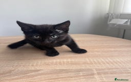 Mixed Breed cats for sale: 2 9 week old male cats  - Image 4