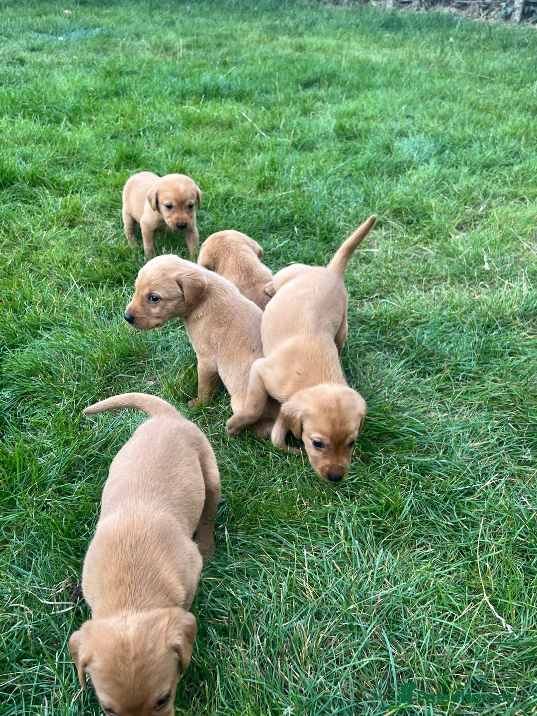 Labrador Retriever dogs for sale: Beautiful fox red Labrador pups 🐶  - Image 5