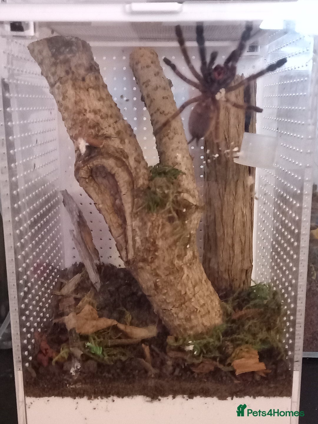 Tarantulas invertebrates for sale: Various T's FOR SALE!  - Advert 13