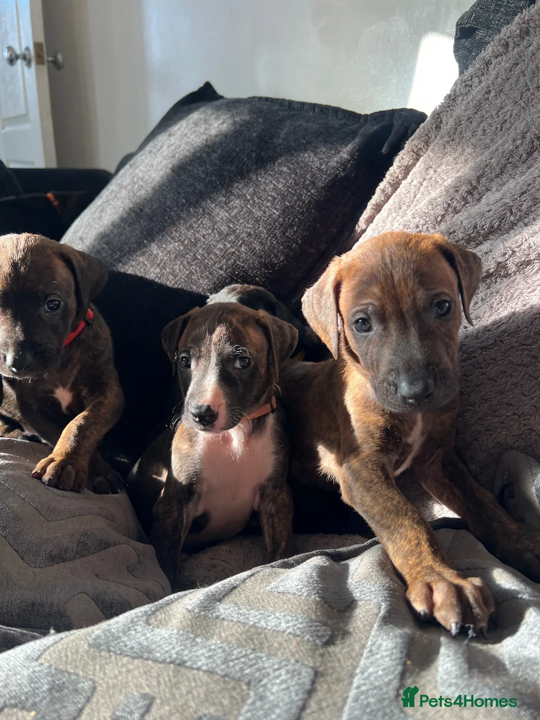Mixed Breed dogs for sale: Rhodesian Ridgeback x Bull Lurcher - Advert 1