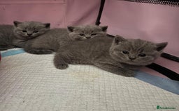 British Shorthair cats for sale: Beautiful British Shorthair 12 weeks - Image 14