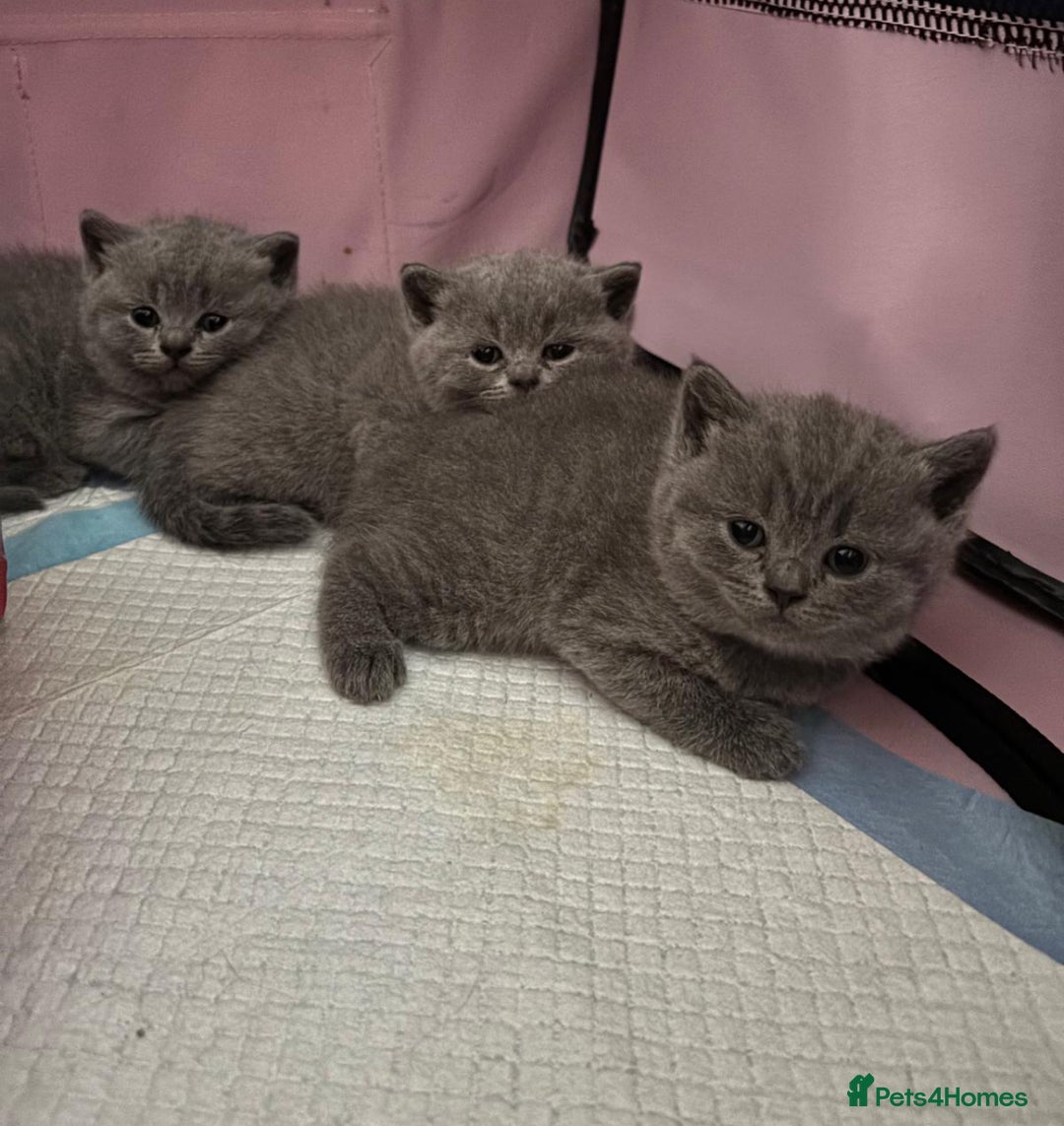 British Shorthair cats for sale: Beautiful British Shorthair 12 weeks - Image 14