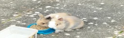 Lionhead rabbits for sale: Friendly Lionhead Baby Bunnies, Limited Available! in Smethwick - Advert 3