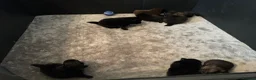 Pomeranian dogs for sale: *Reduced Full Pomeranians 6 puppies* - Advert 1