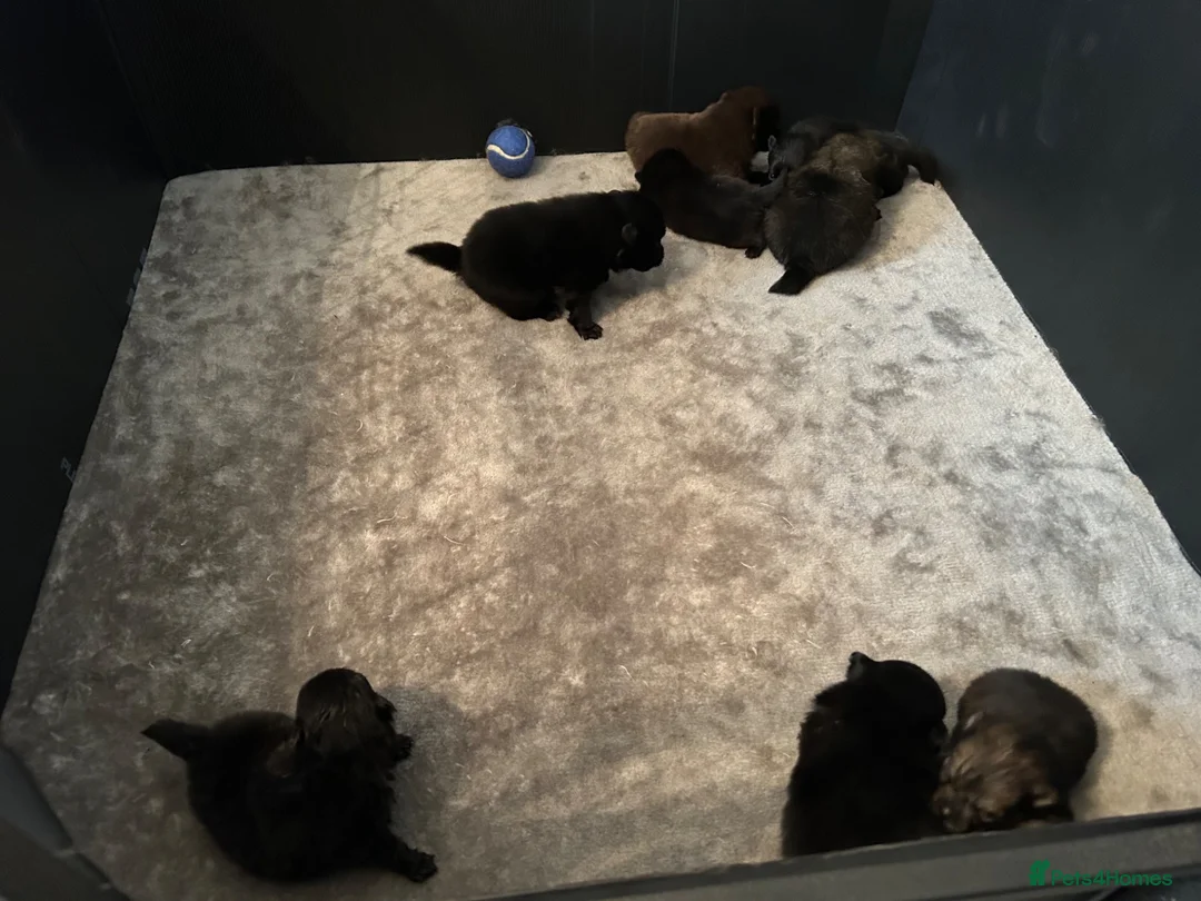 Pomeranian dogs for sale: *Reduced Full Pomeranians 6 puppies* - Advert 1