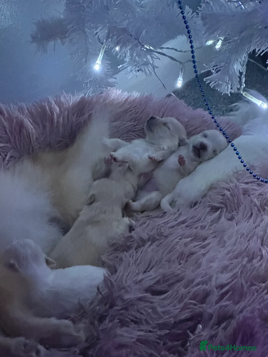 Pomeranian dogs for sale: Beautiful Russian blood line puppies - Advert 3