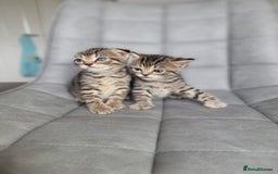Scottish Fold cats for sale: Scottish mixed  - Image 6