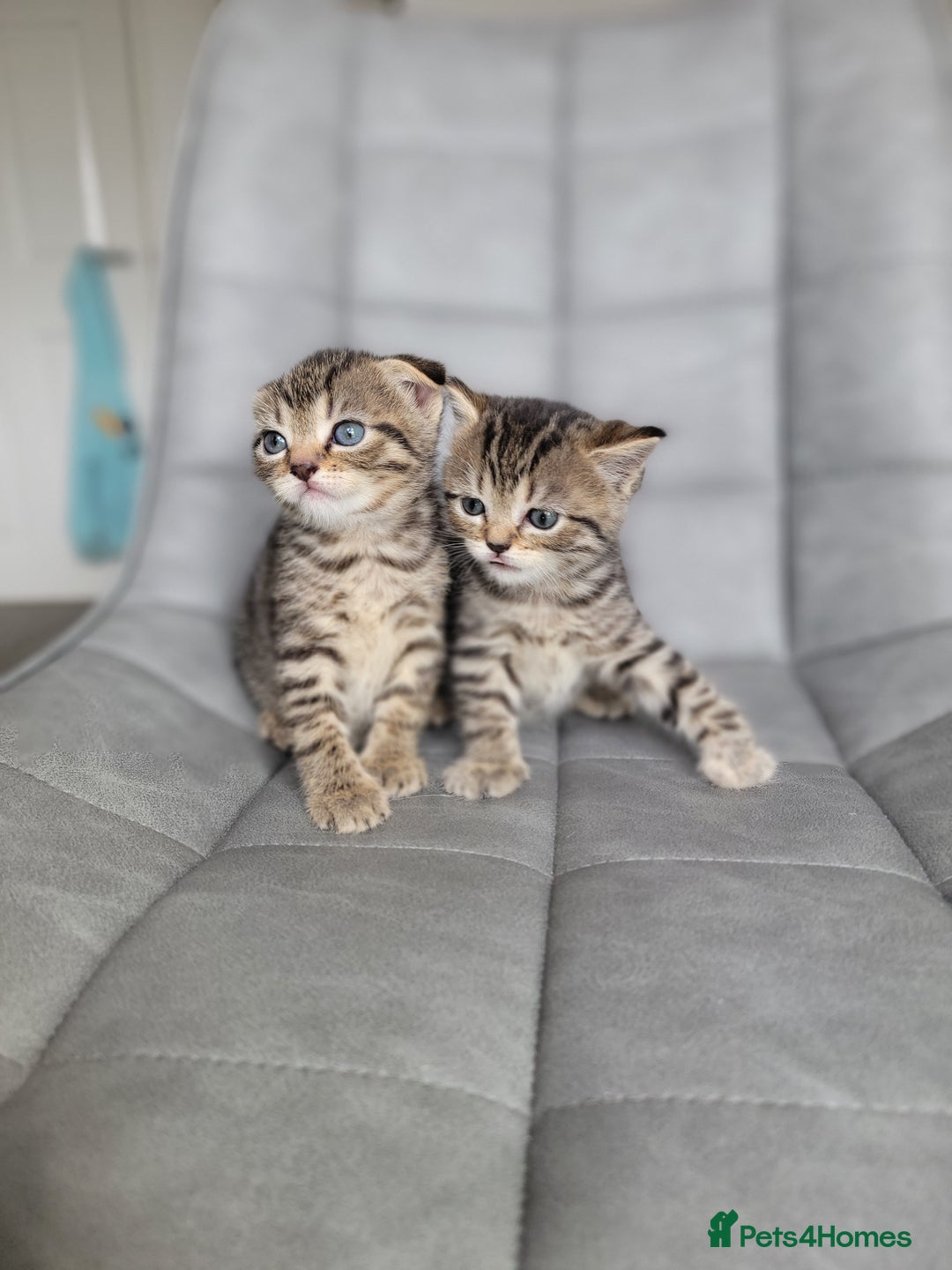 Scottish Fold cats for sale: Scottish mixed  - Image 6