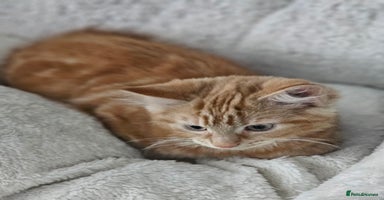Maine Coon cats - Advert 4