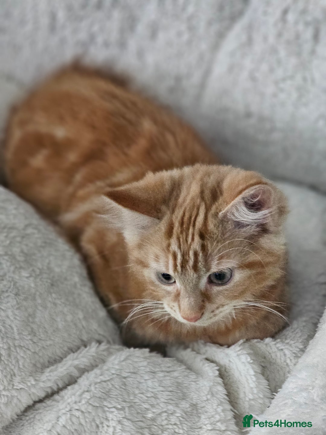 Maine Coon cats for sale: Maine X - Image 2