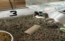 Rat rodents for sale: Rats & complete set up - Image 18
