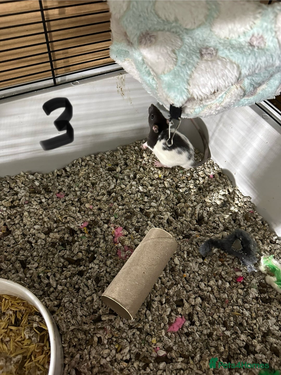 Rat rodents for sale: Rats & complete set up - Image 18