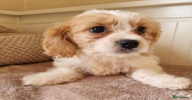 Cavapoo dogs - Advert 3