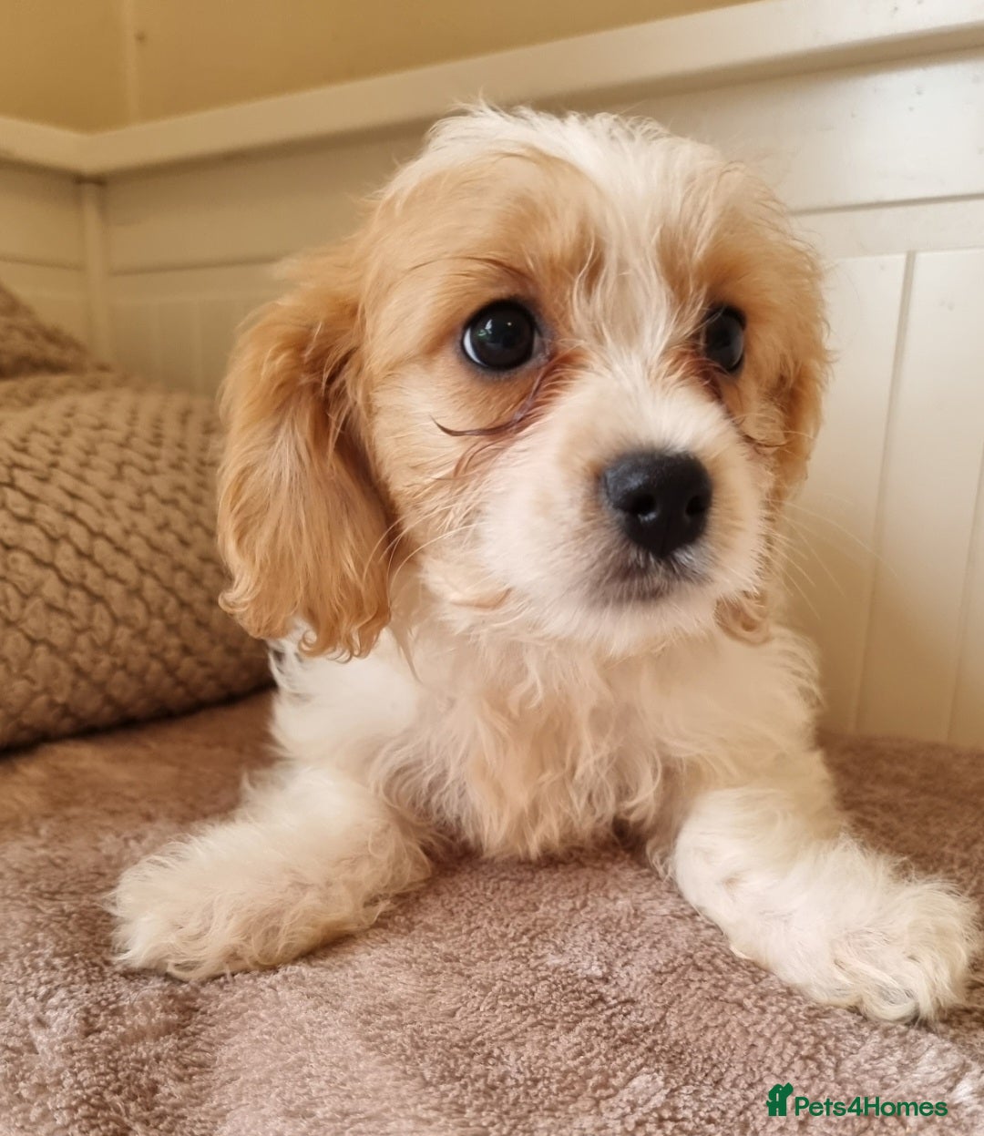 Cavapoo dogs for sale: Fluffy Bundles of Love Looking for Forever Homes! - Image 3