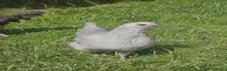 Chickens poultry for sale: Olive eggers & Lavender marans - Advert 4