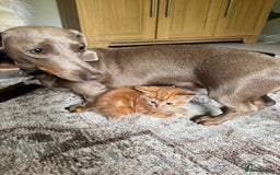 British Shorthair cats for sale: Short haired kittens  - Image 9