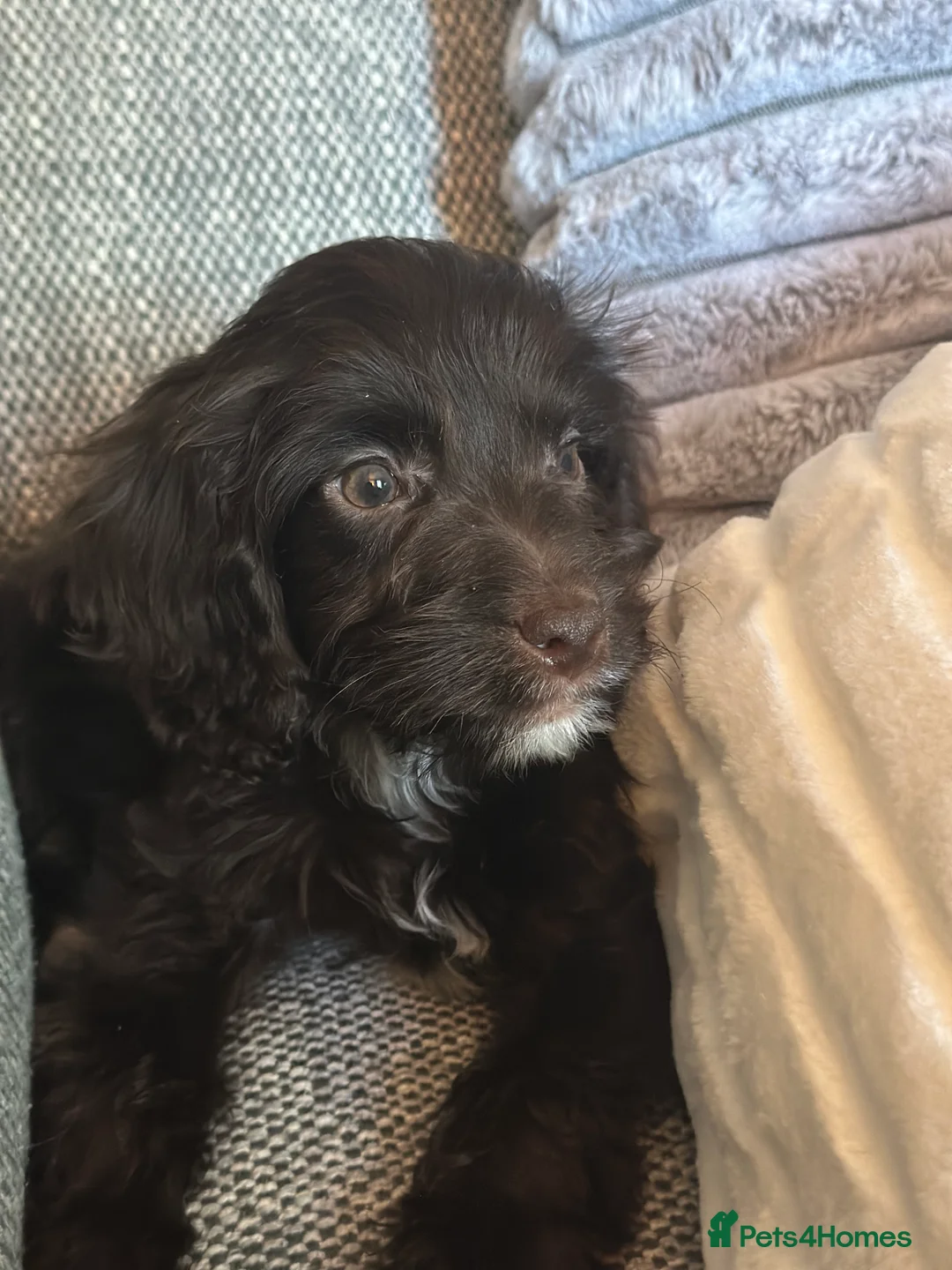 Cockapoo dogs for stud: 🐶 F1 Miniature Cockapoo Stud Available 🐶 - Advert 8