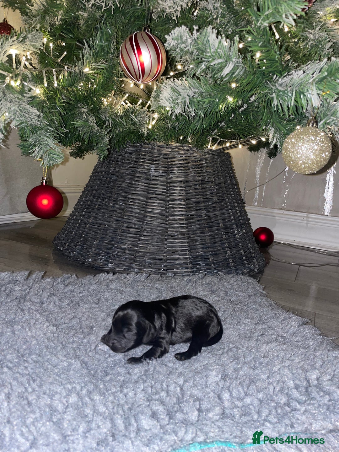 Cockapoo dogs for sale: F1 Cockapoo Puppies  - Advert 14