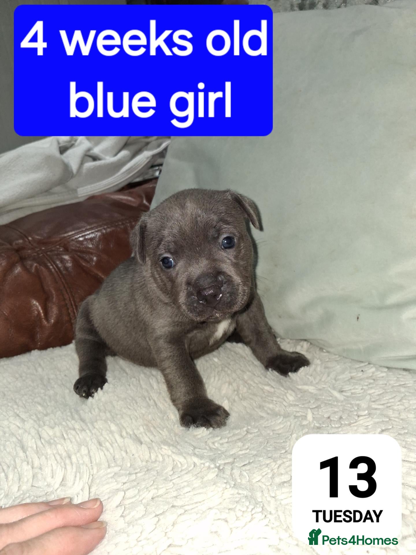 Staffordshire Bull Terrier dogs ONLY 1 BLUE GIRL LEFT from 7 Beautiful KC puppy's  - Advert 1