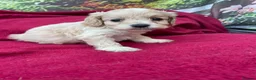 Cockapoo dogs for sale: American cockapoos - yankydoodles - Advert 28
