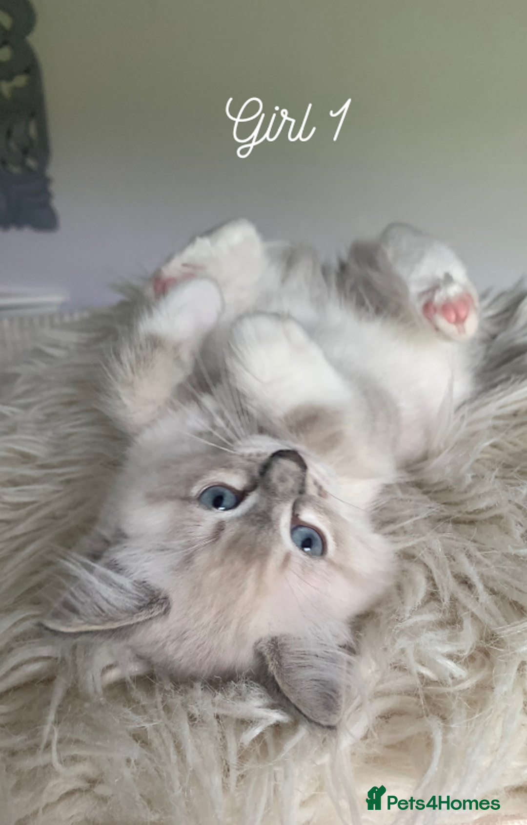 Ragdoll cats for sale: Exquisite GCCF Registered Ragdoll Kittens - Image 1