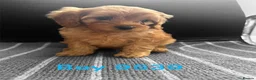 Cavapoo dogs for sale: cavapoo pups ready now  - Advert 8