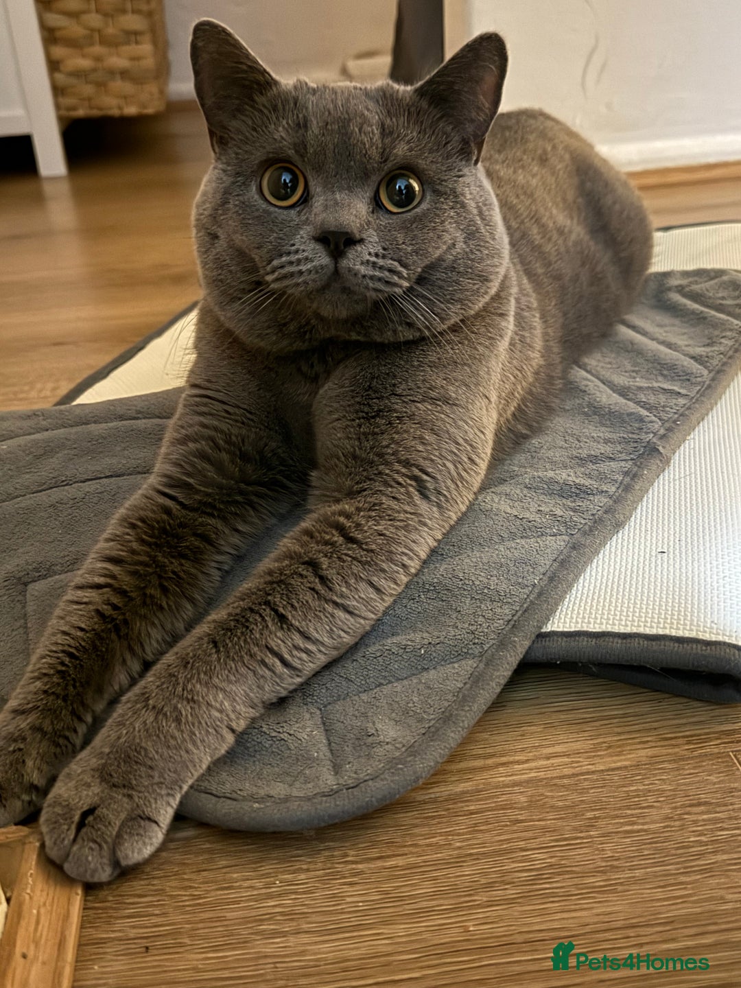 British Shorthair cats for stud: handsome british shorthair ready for his stud - Advert 5