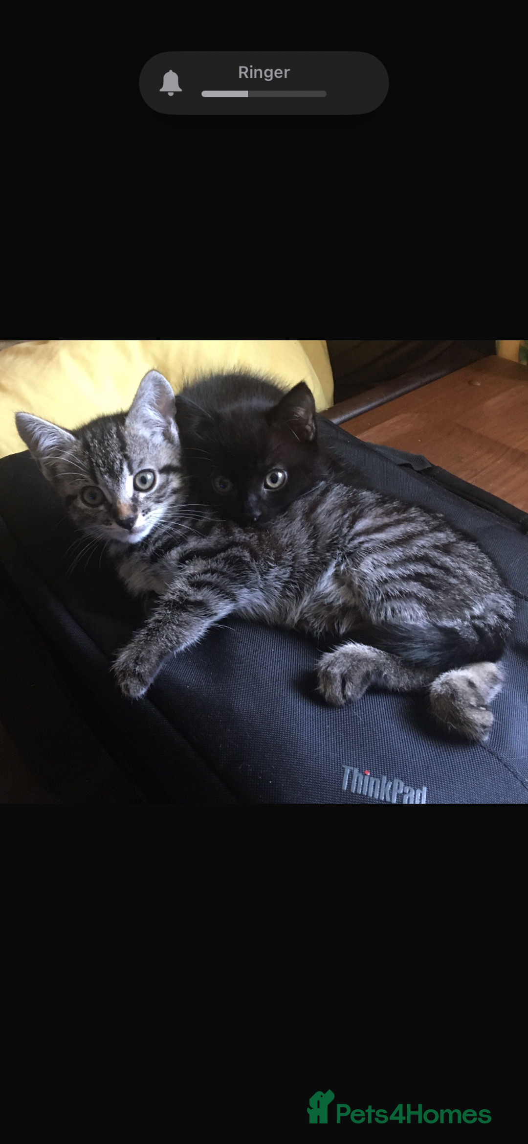 Mixed Breed cats for sale: Kittens for sale - Advert 1