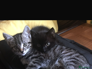 Mixed Breed cats Kittens for sale - Advert 1