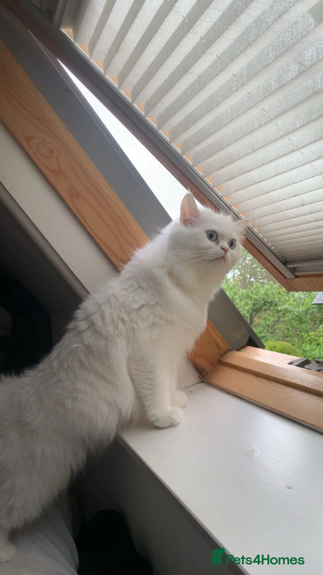 Persian cats for sale: 1 white Persian male left  - Advert 1