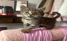 Domestic Shorthair cats for sale: Beautiful Male* Kitty Looking for a good home - Image 2