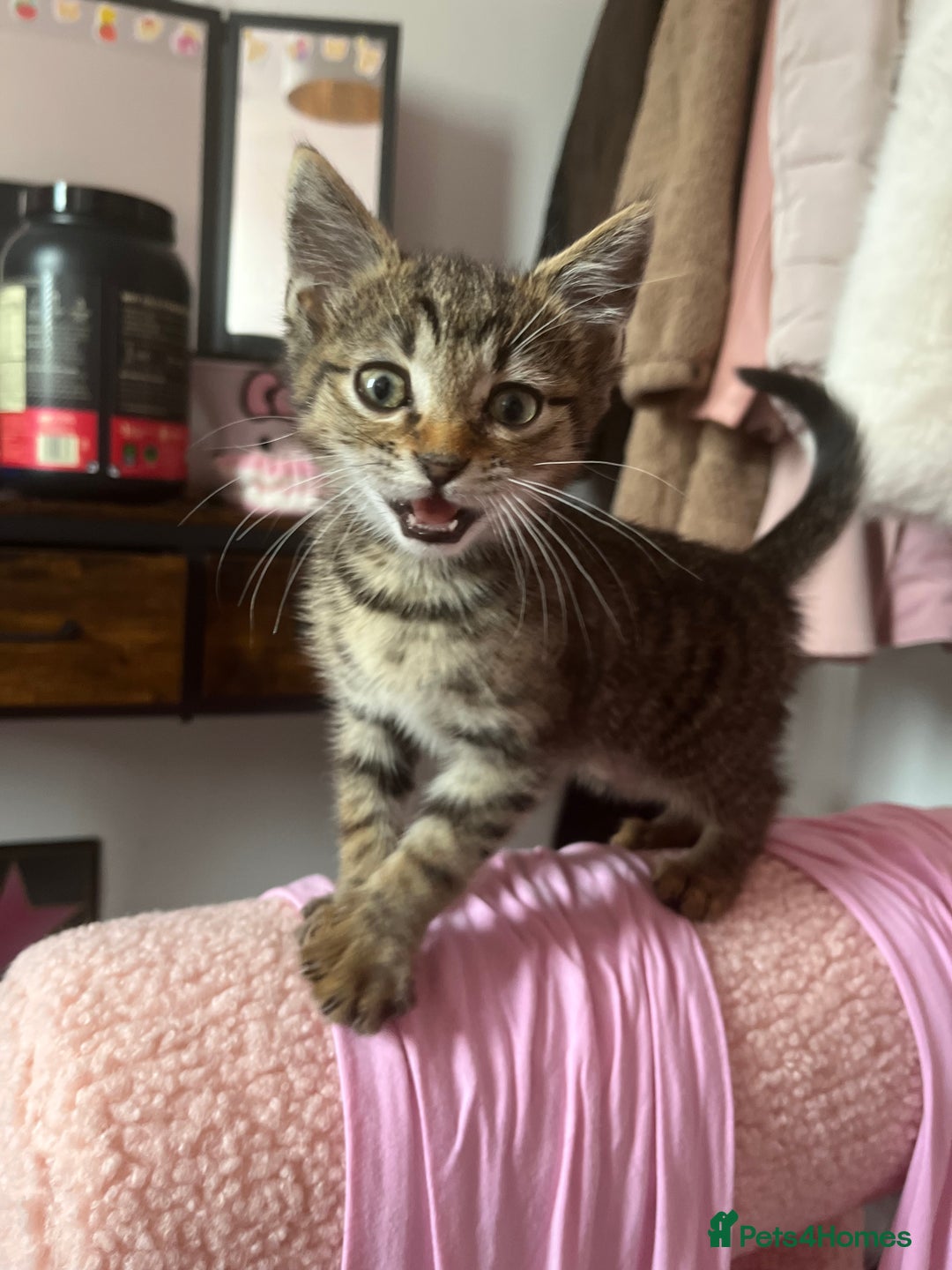 Domestic Shorthair cats for sale: Beautiful Male* Kitty Looking for a good home - Image 2