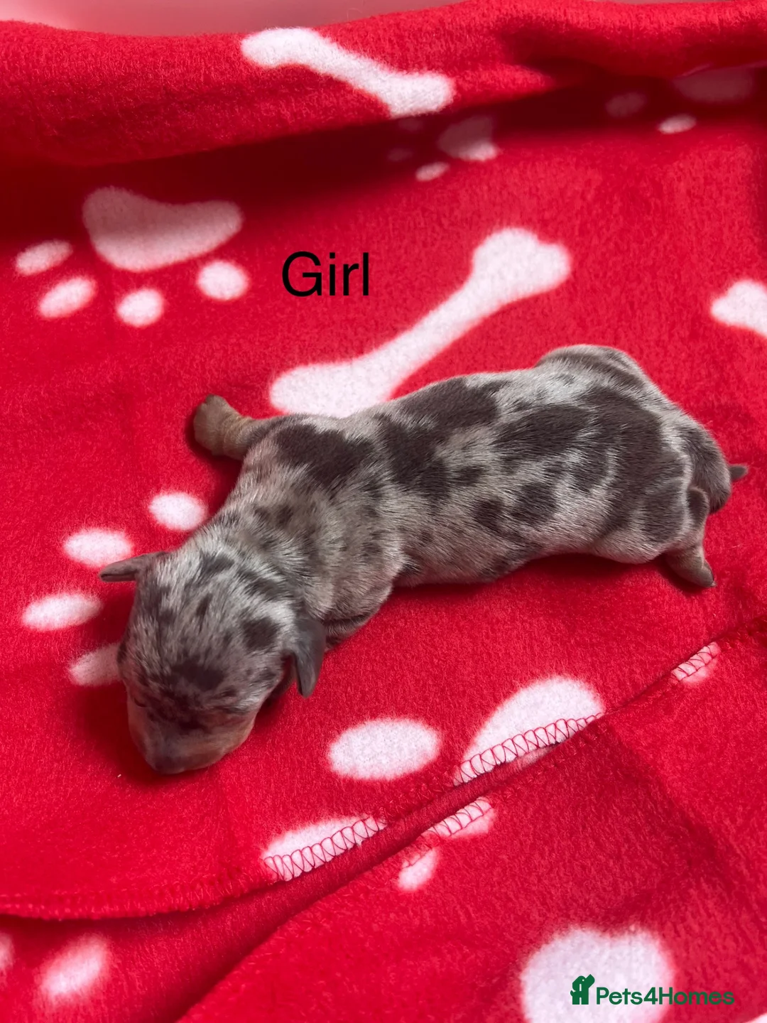 Miniature Dachshund dogs for sale: Beautiful KC Registered miniature dachshunds 🐾  - Advert 11