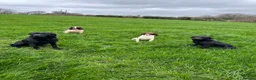English Springer Spaniel dogs for sale: English springer spaniel  - Advert 4