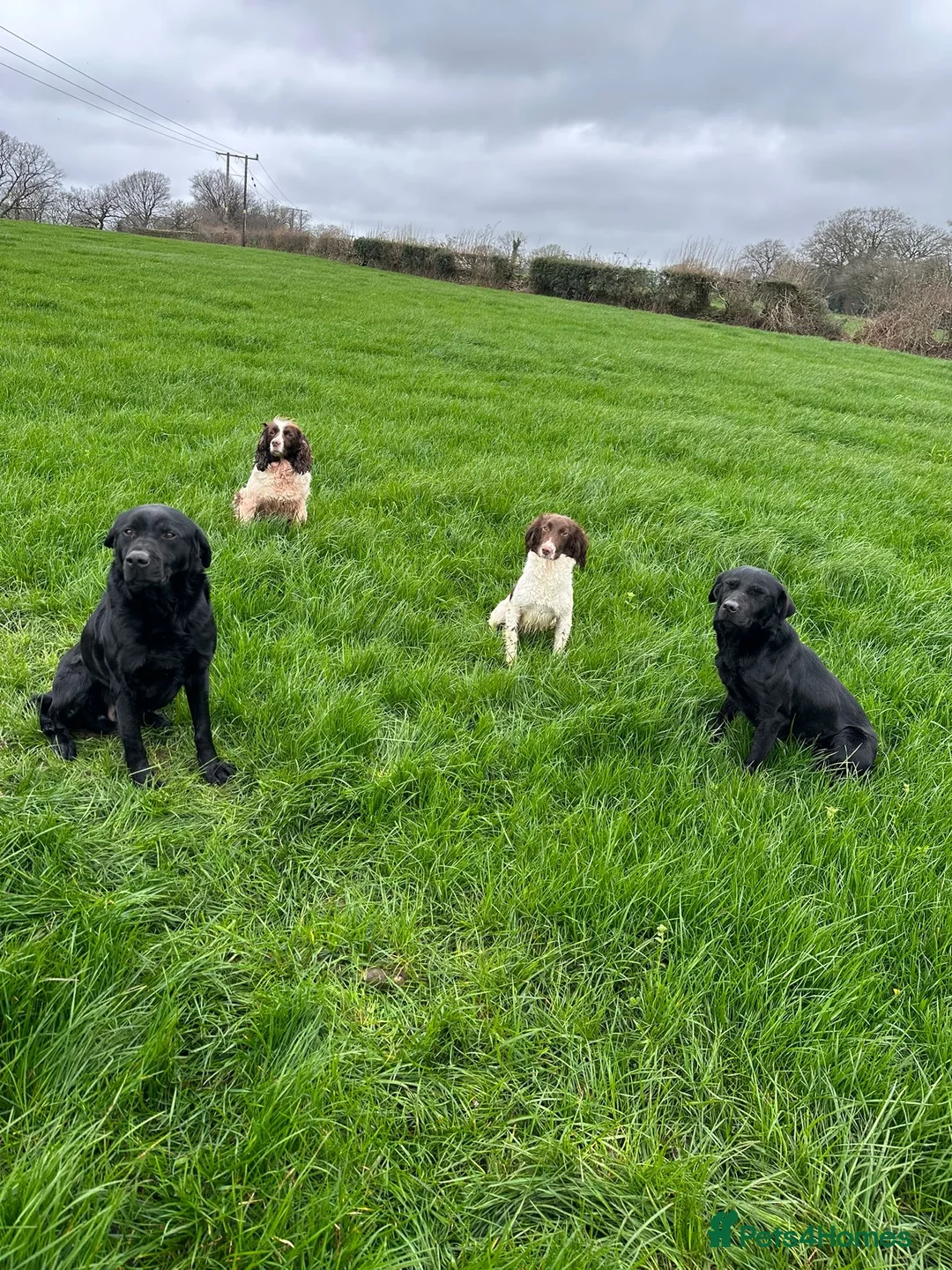 English Springer Spaniel dogs for sale: English springer spaniel  - Advert 4