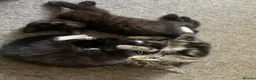 Mixed Breed cats for sale: 3 Lovely Brothers. Looking for their forever Home. - Advert 18