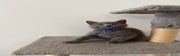 British Shorthair cats for sale: Cute british shorthair kittens - Advert 31