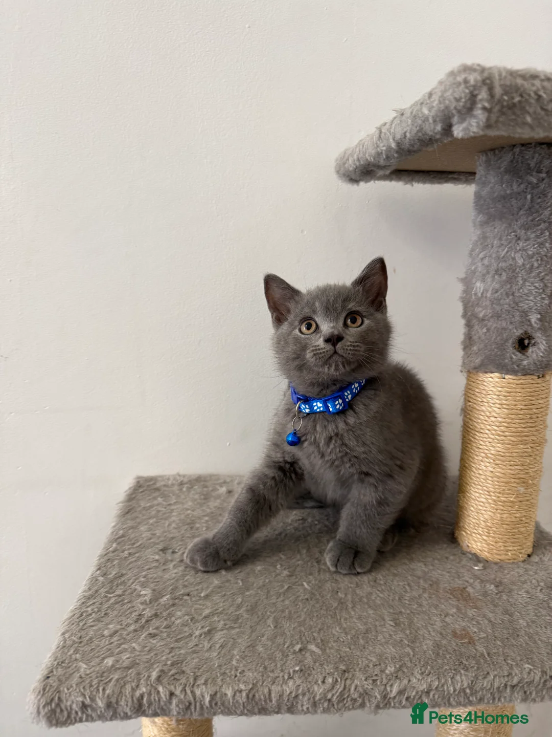 British Shorthair cats for sale: Cute british shorthair kittens - Advert 31