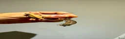 Chameleon reptiles for sale: Home-bred Panther Chameleon Babies for Sale - Advert 5