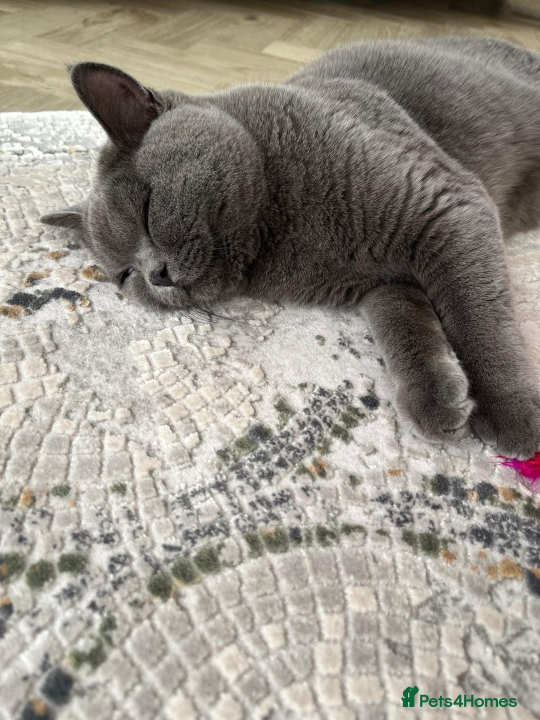 British Shorthair cats for sale: British shorthair+Scottish fold mix  in Waltham Cross - Image 4