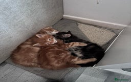 Maine Coon cats for sale: 5 gorgeous 3/4 Maine coon babys - Image 15